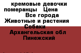 кремовые девочки померанцы › Цена ­ 30 000 - Все города Животные и растения » Собаки   . Архангельская обл.,Пинежский 